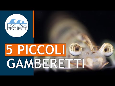 TOP 5 GAMBERETTI più comuni in laguna di Venezia  | Atlante della fauna dell'Alto Adriatico