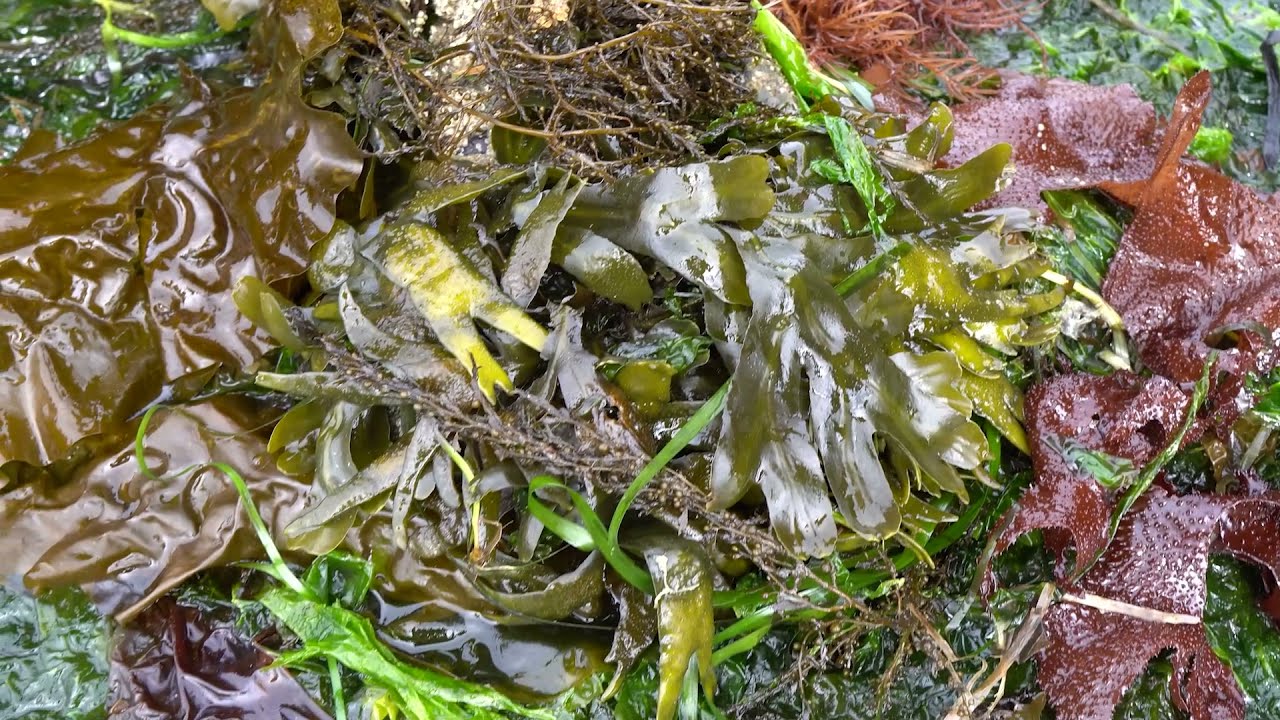 Learn about seaweed