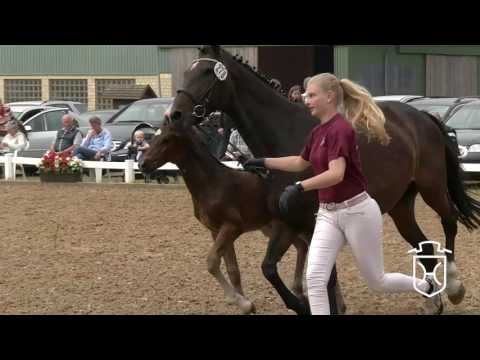 NF278 Hengstfohlen von Adagio de Talma - Caretino - Calypso II