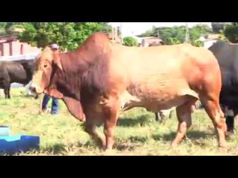 videos para status 8