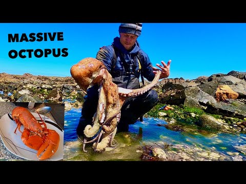Massive OCTOPUS & LOBSTERS , Coastal Foraging , Boiled lobsters for lunch