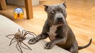 I Wanted a Dog, But God Gave Me a Comedian! 🐶😂| TOP Funny Dog Videos 2026 #1 MQDEFAULT Thumbnail
