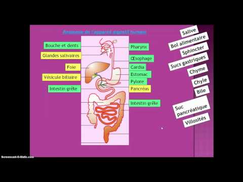 Organs of the digestive system