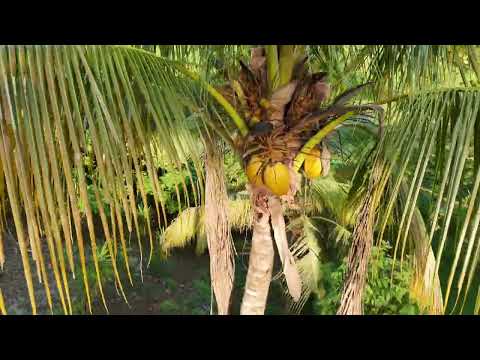 Where nature meets investment | Hojancha, Guanacaste