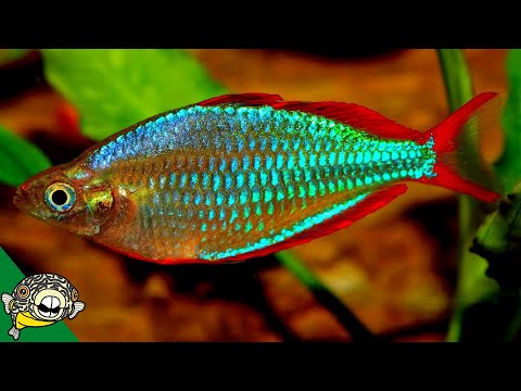 The Best Rainbow Fish Aquariums