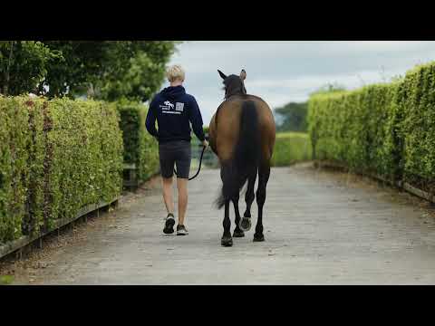 wkd last love trot up