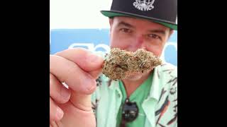 Strains and Trends of the 2023 California Cannabis Harvest
