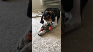 Video preview image #1 Beagle Harrier-Treeing Walker Coonhound Mix Puppy For Sale in BAY HILLS, NY, USA