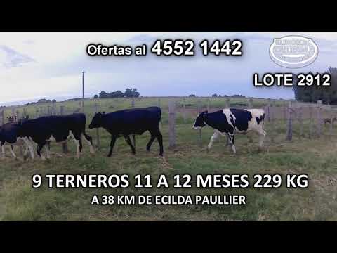 Lote 9 Terneros 7 HO- 2 KIWI 229 Kgkg -  en Colonia Fernandez Crespo- A 38 Km de Ecilda Paullier