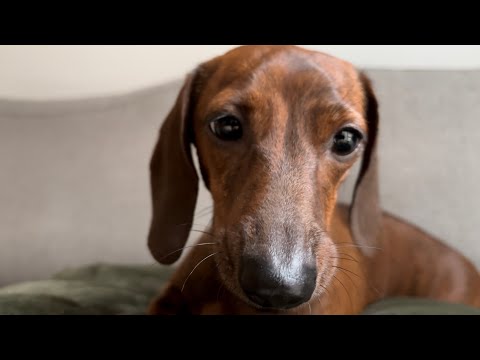 Mini dachshund noises!