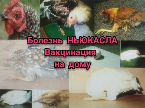 , title : 'БОЛЕЗНЬ НЬЮКАСЛА у Кур//ВАКЦИНАЦИЯ самостоятельно на дому'