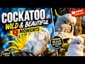 A closer look at Australia's incredible wild birds #wildbirds #birds #cockatoos 