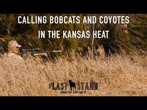 Calling Bobcats and Coyotes in the Kansas Heat | The Last Stand S3:E5 | November in Kansas
