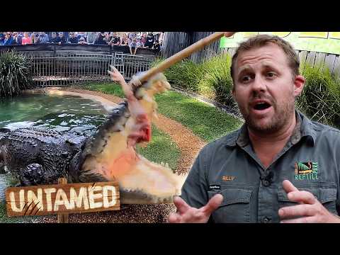 Removing 500kg Croc's Tooth Drilling Its Jaw 😱 Untamed