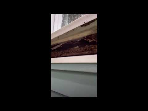 Large Carpenter Ant Nest Hidden Under Windowsill in Manchester, NJ