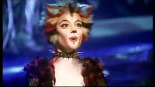 Cats - Funny Honey