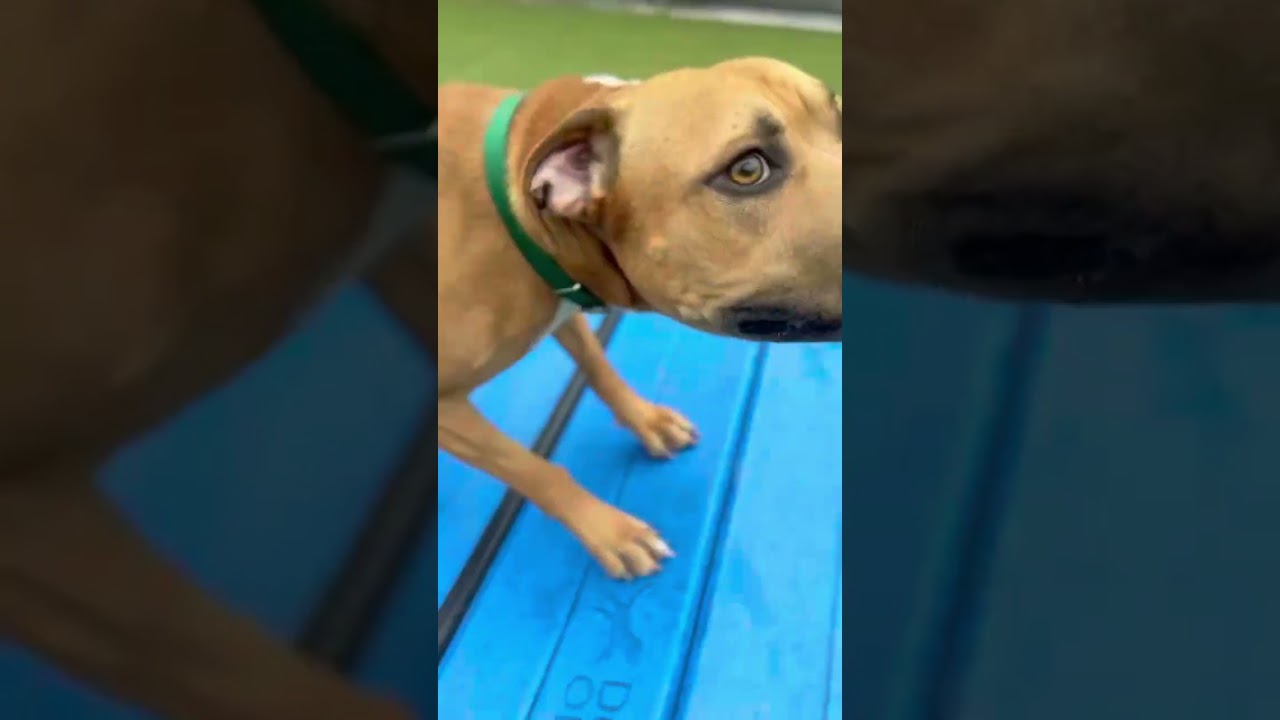 Lane, a Adoptable Mixed Breed in Greensboro, NC video 6/6