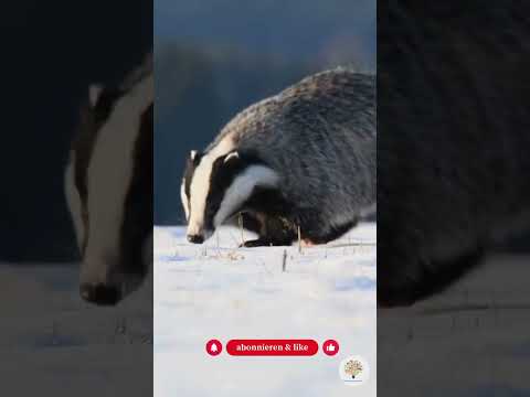Winterschlaf vs. Winterruhe: Der Unterschied und wie du Tieren im Garten hilfst