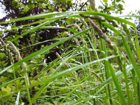 Nge Chit Pone Pyin (ငယ္ခ်စ္ပံုျပင္)- ခိုင္ေရႊ၀ါ