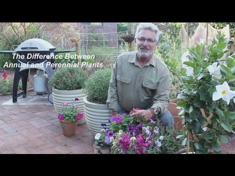 What is the Difference Between Annual and Perennial Plants