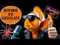 Chocolate Dive Boost 4 Science Benefits For Divers Talk To The Fish