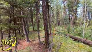 360° VR | Interior Douglas-Fir Forest Stewardship. Part 1 - Context