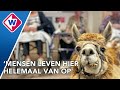 Alpaca's, varkens en kippen gaan knuffelen met bejaarden