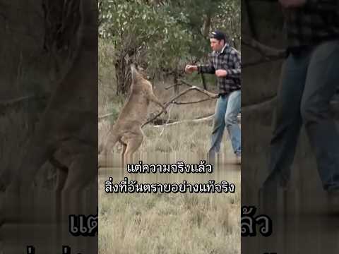 หมัดหยุดจิงโจ้! ชายคนนี้ดังไปทั่วโลก
