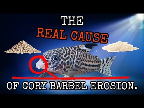 The TRUE CAUSE of Corydoras Barbel Erosion & Injury. HOW TO Prevent or Cure Catfish Whisker Damage.