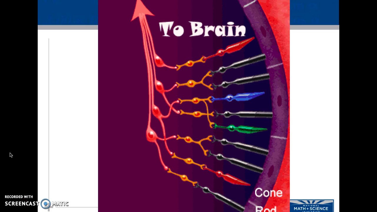 Nervous System PPT 6