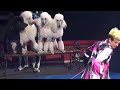 It S Circus Time