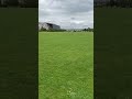 Ruby Cavalier King Charles Spaniel Plays Fetch