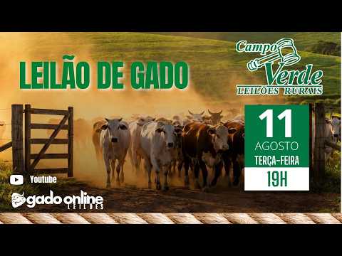 🌟Leilão de Gado Campo Verde AO VIVO | Igaratinga/MG | 🎥