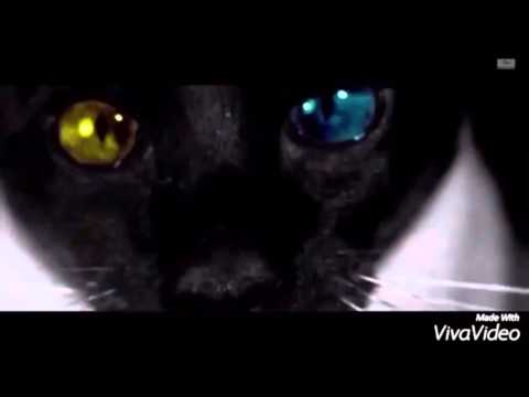 ±WIDAD's BIRTHDAY ✕ | Rihanna Diamonds 💎✨|