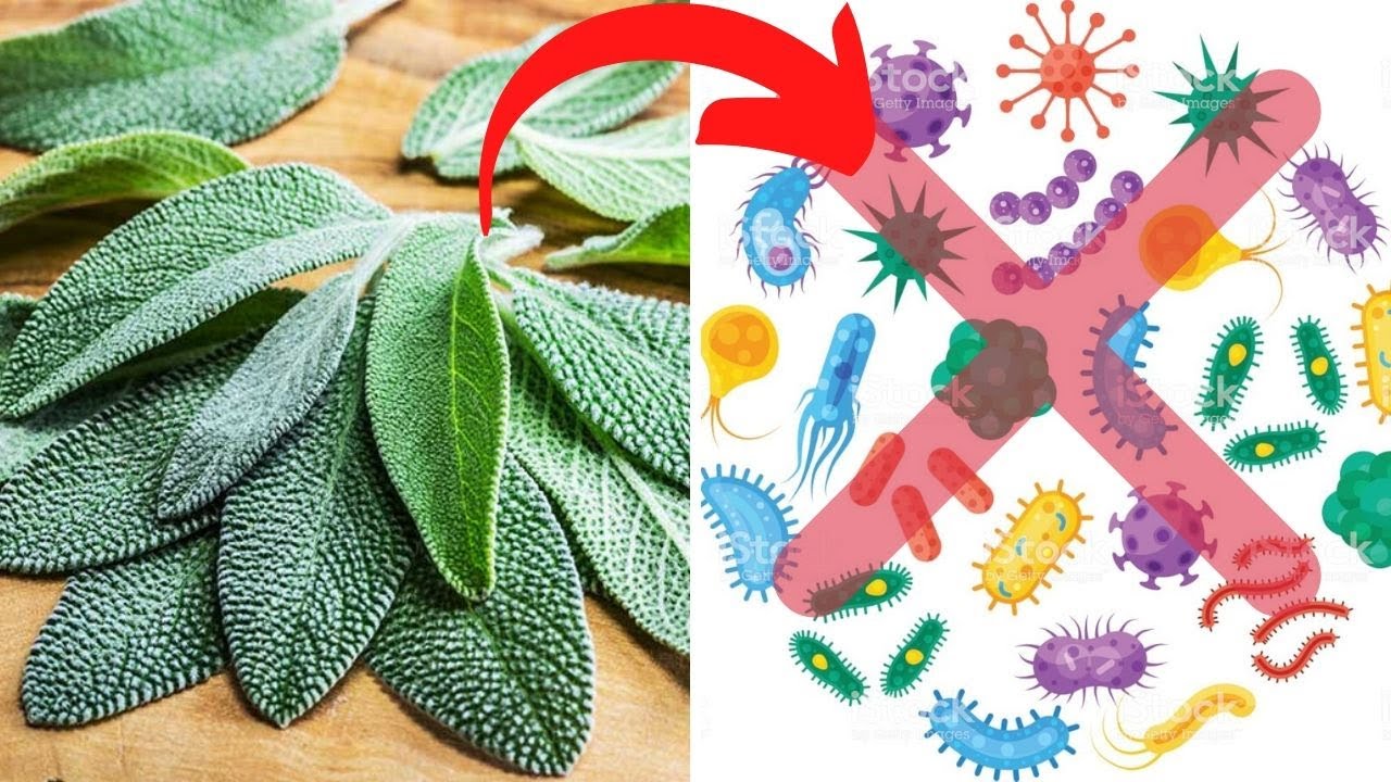 Szałwia LIKWIDUJE bakterie z organizmu - Sprawdź jak ją stosować!