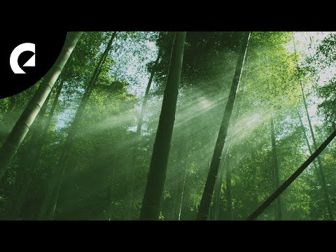 Mandala Dreams - Road to Mindfulness