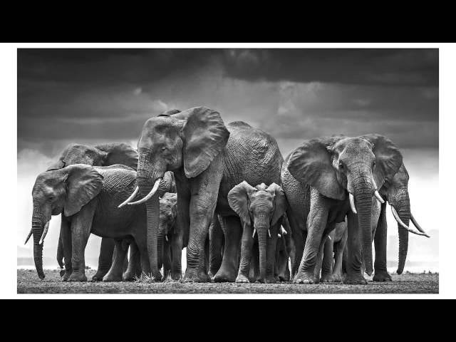 Wildlife photography secrets by david yarrow