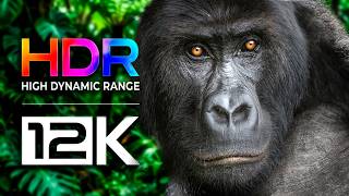 Most Beautiful Video in The World 8K VIDEO ULTRA HD / Oled TV Test