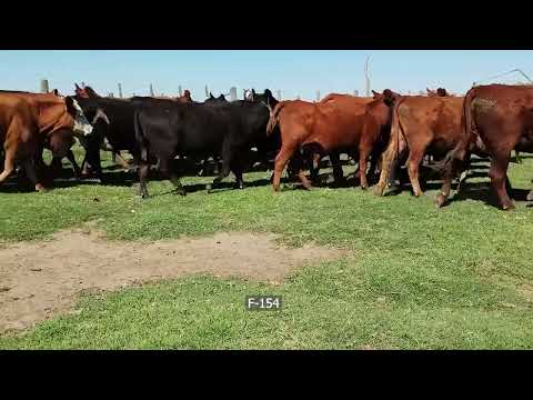 Lote 72 Vacas C/ cria en Guaminí, Buenos Aires