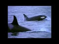 Really Wild Animals Deep Sea Dive Custom Trailer