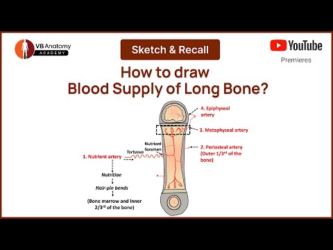 How to draw Blood Supply of Long Bone? | VB Anatomy #anatomy
