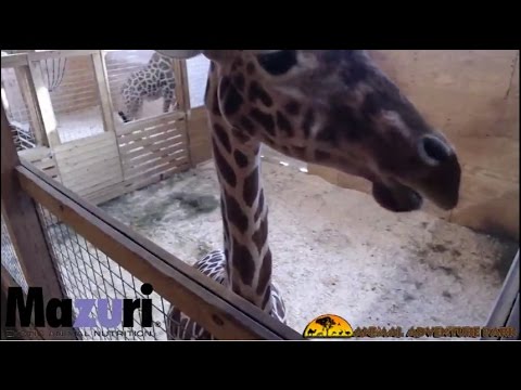 Giraffe Gives Birth At  Animal Adventure Park Live - DoroTV