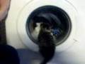 Cat Watching A Washing Machine