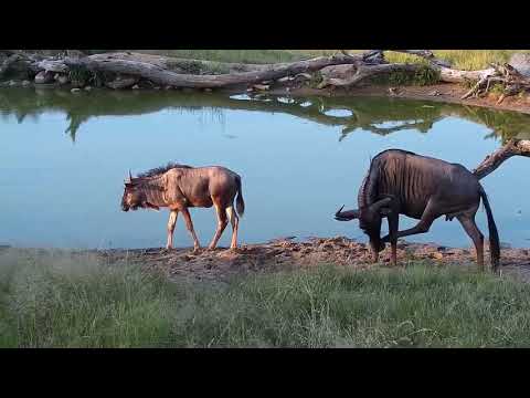 Djuma: Wildebeests, Nyala bulls and Woodland Kingfisher - 17:14 - 03/21/19