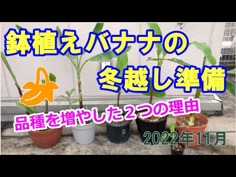 バナナの木を寒さに耐えて越冬させるための役立つヒントはありますか?  庭園