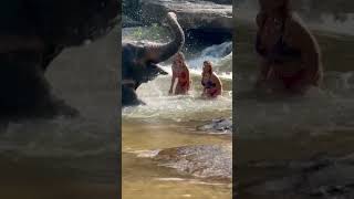 Download lagu Mother-daughter bonding: magical moments with a rescued elephant in Mae Wang, Thailand mp3 Download lagu Mother-daughter bonding: magical moments with a rescued elephant in Mae Wang, Thailand mp3