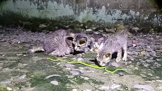 Download lagu SUDAH BOSEN HIDUP INI ULAR  mp3