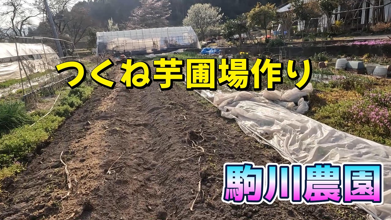 つくね芋の圃場作り　駒川農園　26.4.1