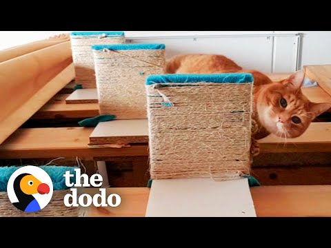 Senior Cat Has Special Stairs for Cuddles