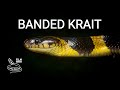 Banded krait, a large deadly venomous snake which kills other snakes